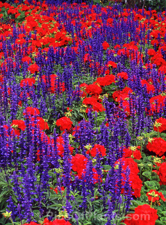 The vivid purple blue of bedding sage (<i>Salvia farinacea</i> cultivar</i>) with the fiery red of zonal geraniums (<i>Pelargonium x zonale</i> cultivar</i>).