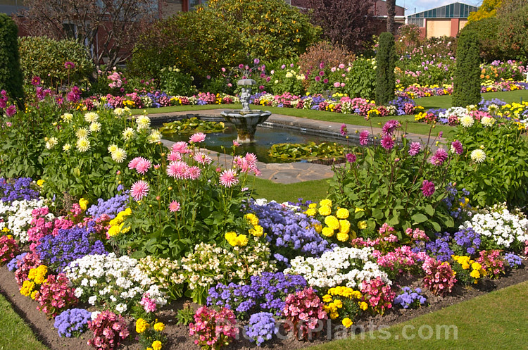 A formal garden that derives much of its colour from the abundant flowers of summer-blooming bedding plants.