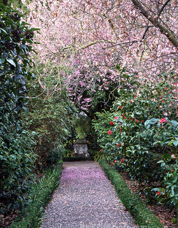 A walkway through camellias in early spring.