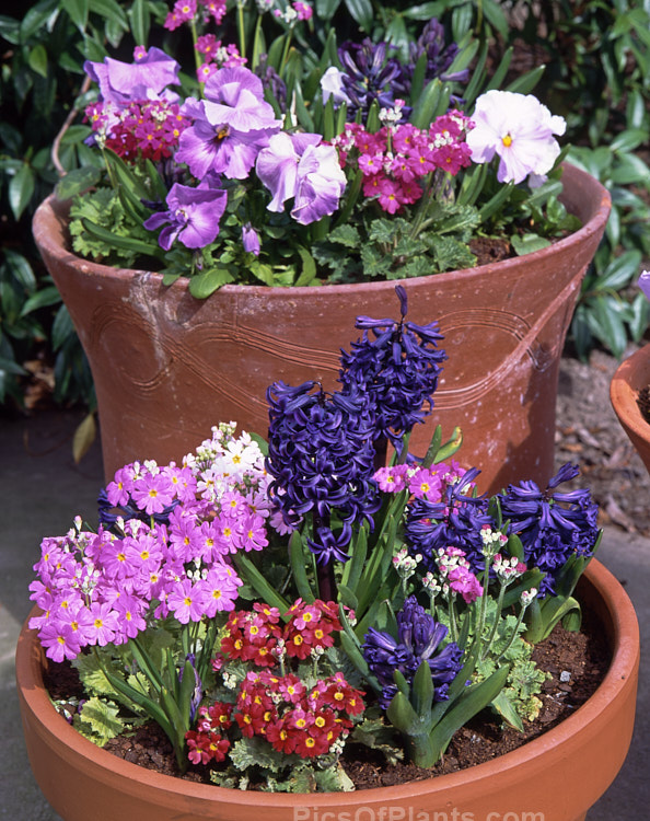 Early spring flowers - violas, polyanthus and hyacinths - in terracotta pots.