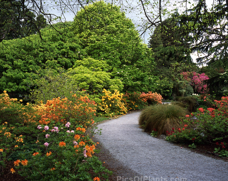 A spring scene featuring deciduous azaleas.