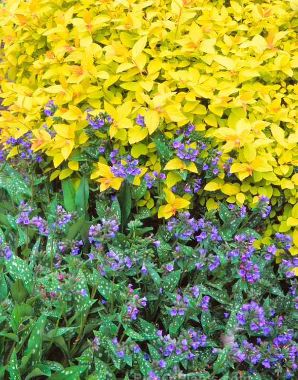 The contrasting foliage of the white-spotted leaf <i>Pulmonaria</i><i> and a golden yellow leaf <i>Spiraea</i>.