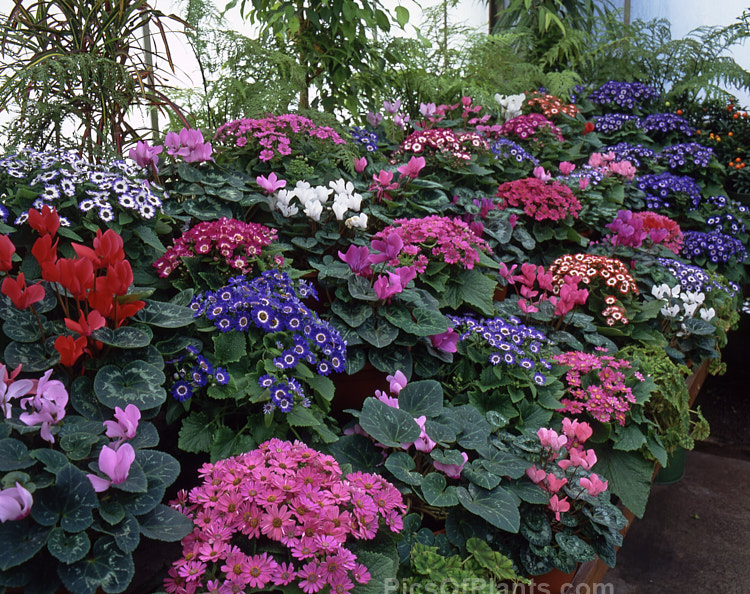 Cool greenhouse winter colour provided by cyclamen and cineraria.