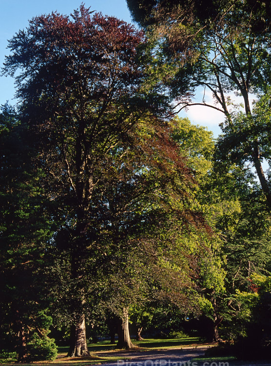 The young spring foliage of a Copper Beech (<i>Fagus sylvatica</i> forma <i>purpurea</i>) and a Pin Oak (<i>Quercus palustris</i>) at sunset.