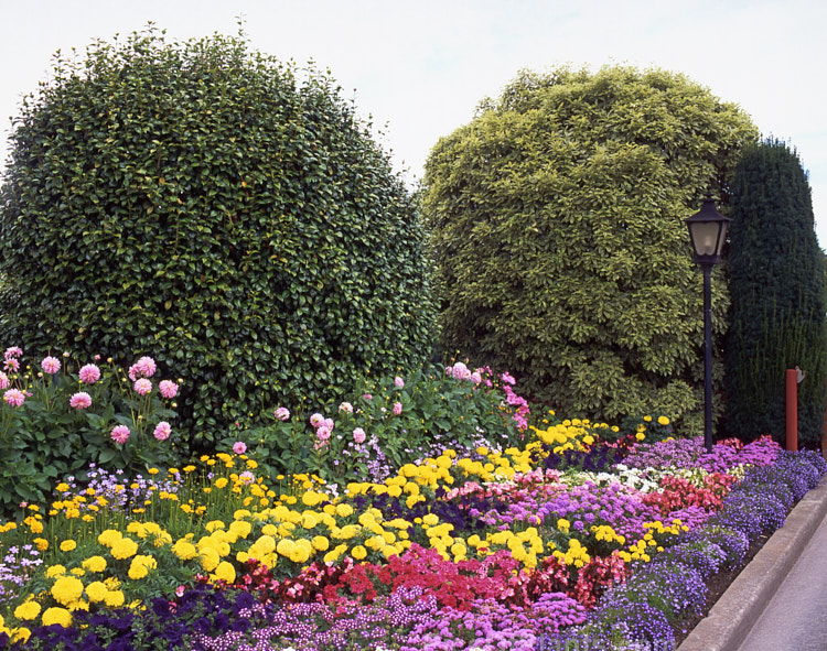 A very colourful border of annual bedding plants at the height of summer.