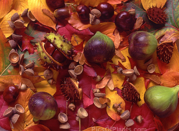 Autumn foliage with figs, horse chestnuts and acorns.