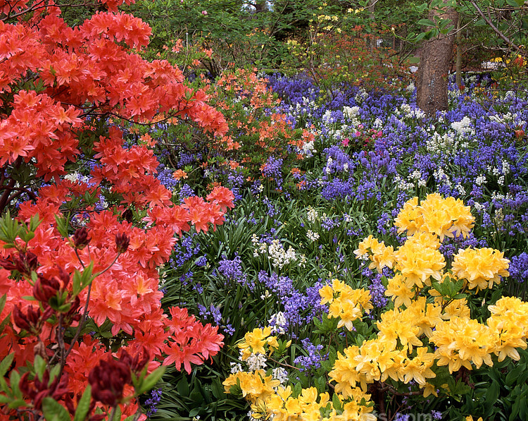 Massed deciduous azaleas and bluebells.