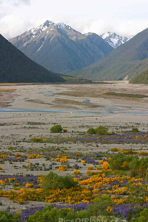 Despite being introduced weeds, the purple-blue flowers of lupins and the yellow of gorse add a dash of colour to the bed of the Waimakariri River near Bealey, New Zealand.