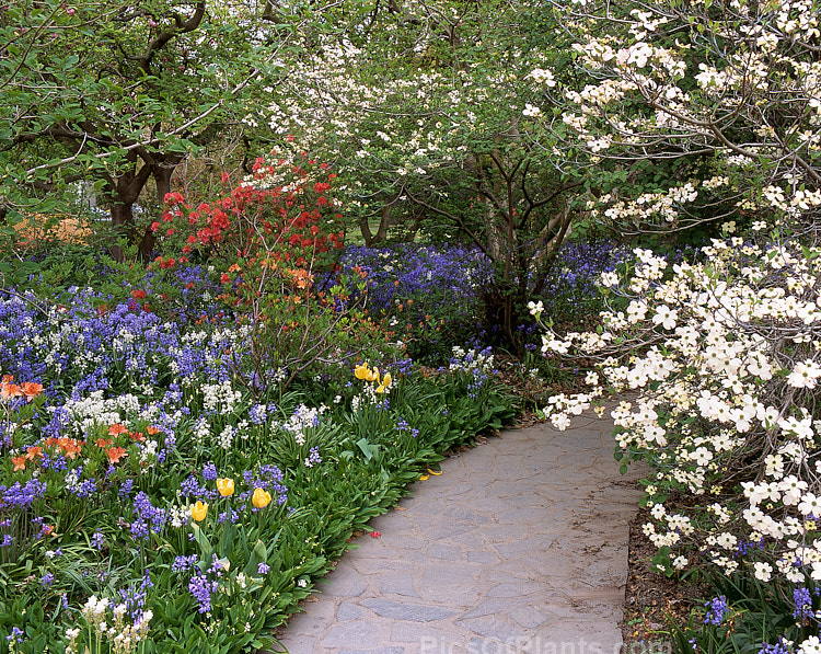 A path through a woodland garden with bluebells, dogwoods and deciduous azaleas.