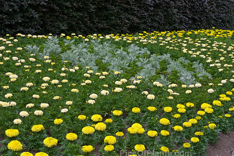 Bedding plants (marigolds - <i>Tagetes</i>) in early summer.