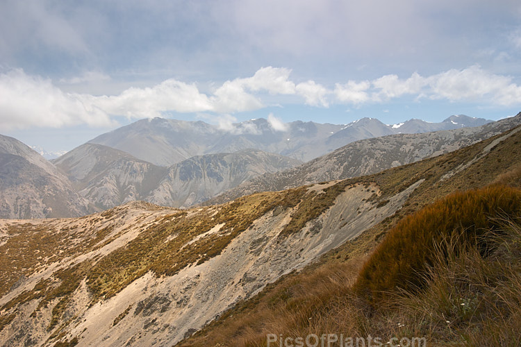 The scree slopes of New Zealand's Southern Alps, home to some unusual and highly adapted plants.