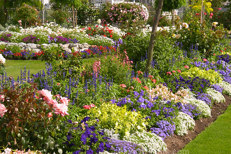 A colourful display of summer bedding plants.