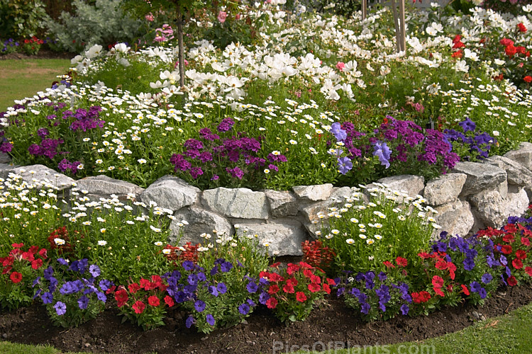 A colourful display of summer bedding plants.