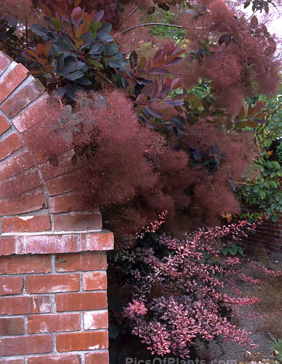 The purple foliage of <i>Cotinus</i> and <i>Berberis</i> cultivars