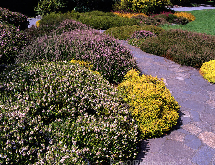 A heath (<i>Erica</i>) and heather (<i>Calluna</i>) garden approaching full bloom in mid-autumn.