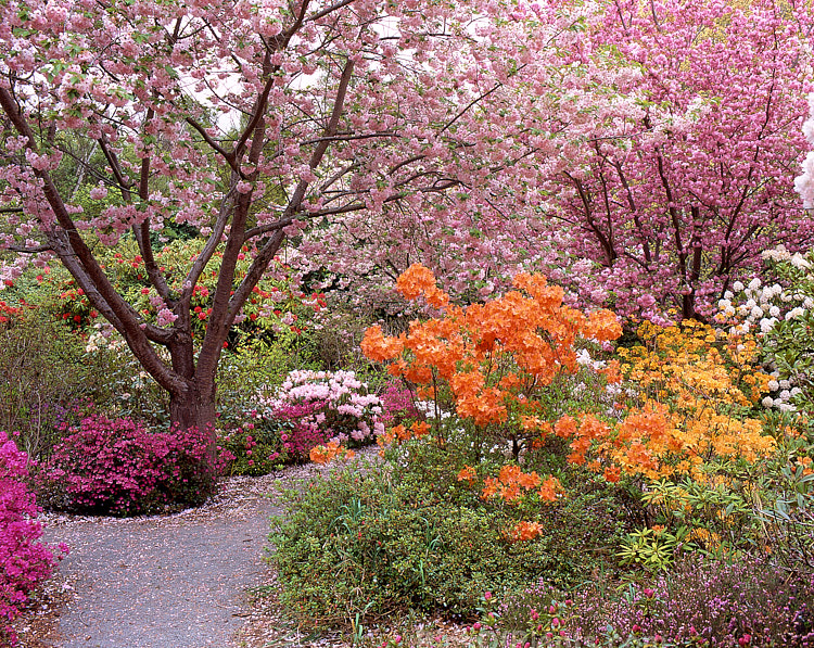 Ilam Gardens, Christchurch, New Zealand, a riot of colour from rhododendrons and <i>Prunus</i>.