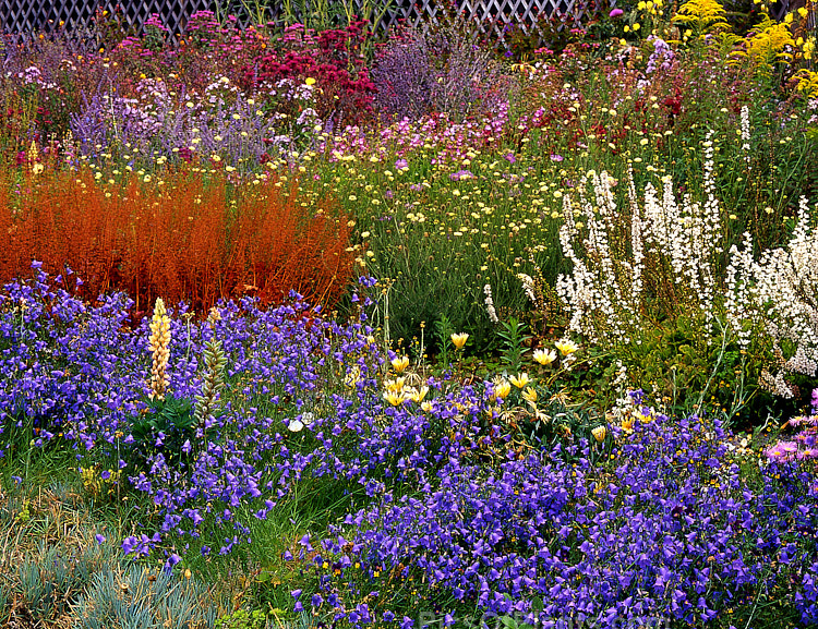 A colourful display of summer-blooming herbaceous perennials.