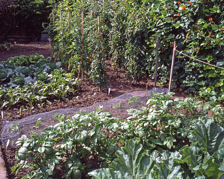 A densely planted vegetable garden with rhubarb, potatoes, lettuce, beetroot, cabbages, tomatoes and runner beans.