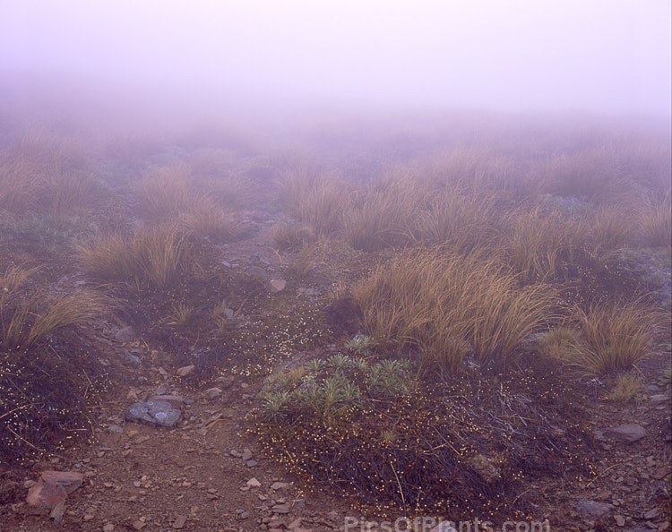 They don't call it Foggy for nothing. This photograph, taken at about the start of the upper scree slopes, shows how limited the visibility can be, and this isn't too bad. Foggy Peak, Porters Pass, New Zealand is renowned for its wide range of easily accessible alpine plants. The mountain is very benign in sunny conditions but it can be disorientating and dangerous to be caught at the top in fog.