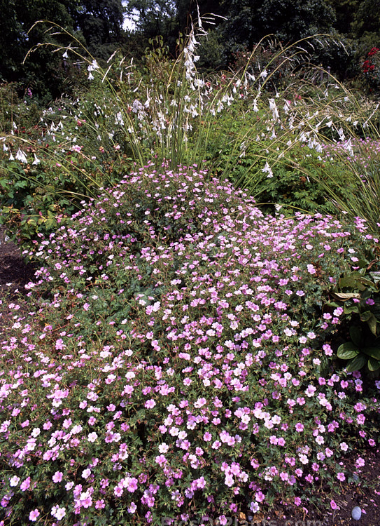 A mounding groundcover <i>Geranium</i> with lady's wand (<i>Dierama</i>) in the background.