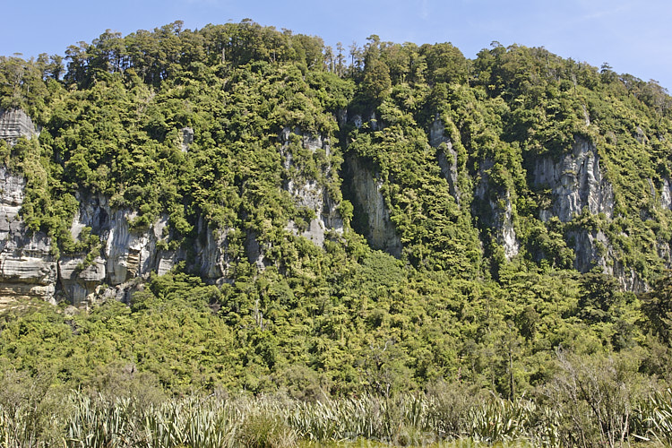 Mixed podocarp forest, including a few southern beeches, growing right to the edge of a limestone bluff on what must be very thin soil. Note the abundance of tree ferns. Westland, New Zealand.