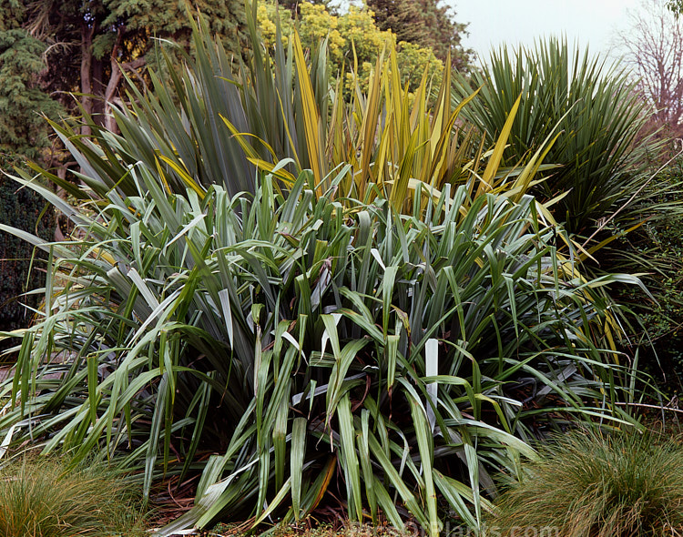 Several New Zealand plant genera have species with long, spear-shaped leaves. In the foreground is the silvery <i>Astelia chathamica</i>, behind it to the centre and left are NZ Flax (<i>Phormium</i>) cultivars, and at the right rear is a young Cabbage Tree (<i>Cordyline australis</i>).