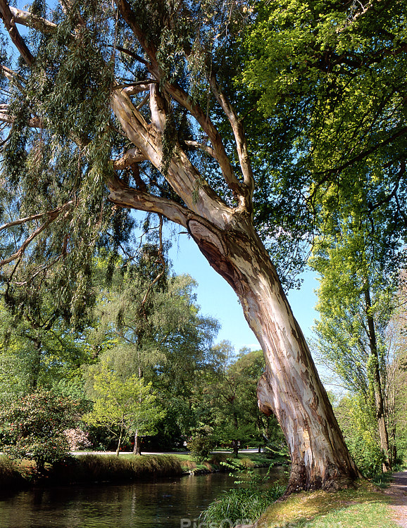 A eucalyptus tree arching over a river.