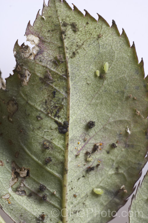 It is important to have a winter garden clean up as many of the problems that may occur in spring can be eliminated this way. The underside of this winter rose leaf is a mass of overwintering pest and fungal spores, including aphids, thrips, rust and blackspot. pests-and-diseases-3512htm'>Plant. Pests and Diseases</a>