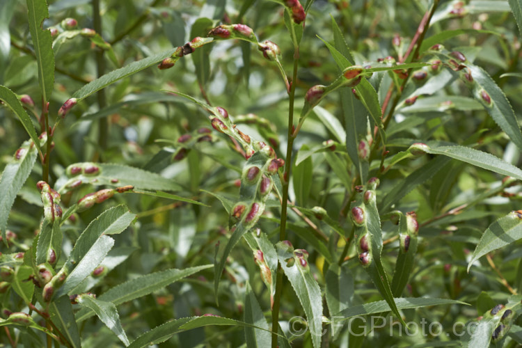 Willow. Leaf Blister. Gall is commonly seen on a range of willows and disfigured the foliage in summer. The leaves erupt in thick red blisters in reaction to damage by insects or mites. Although somewhat unsightly, the galls do not really harm the tree. pests-and-diseases-3512htm'>Plant. Pests and Diseases</a>