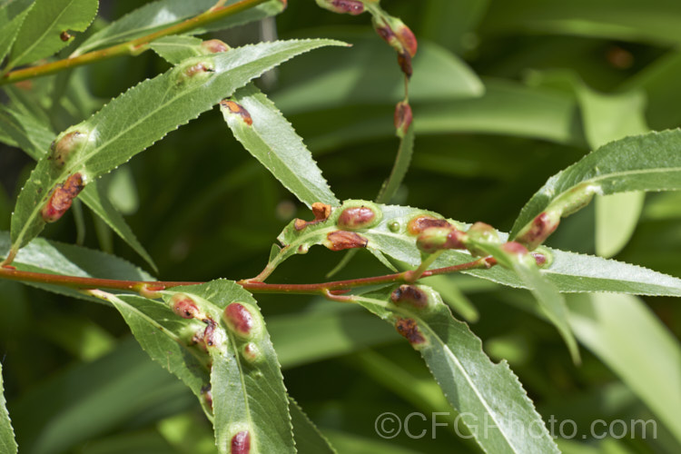 Willow. Leaf Blister. Gall is commonly seen on a range of willows and disfigured the foliage in summer. The leaves erupt in thick red blisters in reaction to damage by insects or mites. Although somewhat unsightly, the galls do not really harm the tree. pests-and-diseases-3512htm'>Plant. Pests and Diseases</a>