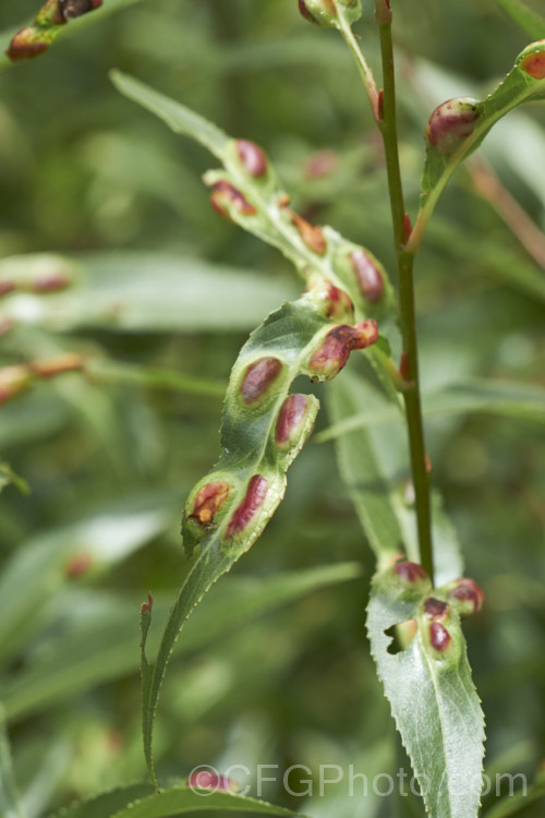 Willow. Leaf Blister. Gall is commonly seen on a range of willows and disfigured the foliage in summer. The leaves erupt in thick red blisters in reaction to damage by insects or mites. Although somewhat unsightly, the galls do not really harm the tree. pests-and-diseases-3512htm'>Plant. Pests and Diseases</a>