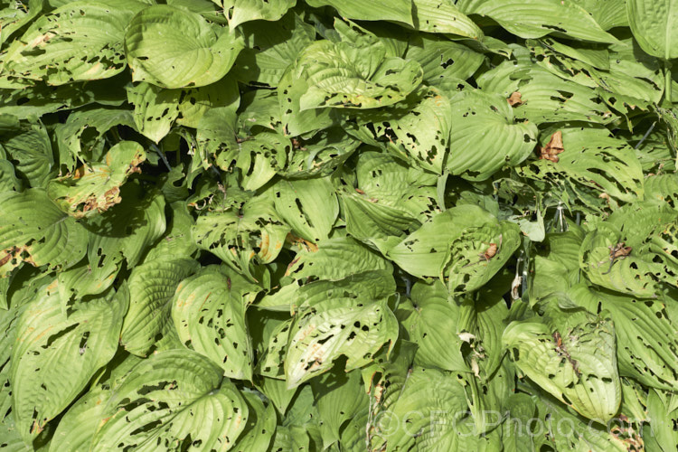 Snail and slug damage on the foliage of Hosta plantaginea. Hostas are renowned for their marvellous leaves but all too often the foliage is disfigured in this way. pests-and-diseases-3512htm'>Plant. Pests and Diseases</a>