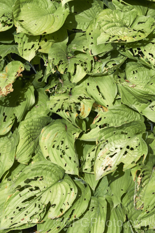 Snail and slug damage on the foliage of Hosta plantaginea. Hostas are renowned for their marvellous leaves but all too often the foliage is disfigured in this way. pests-and-diseases-3512htm'>Plant. Pests and Diseases</a>