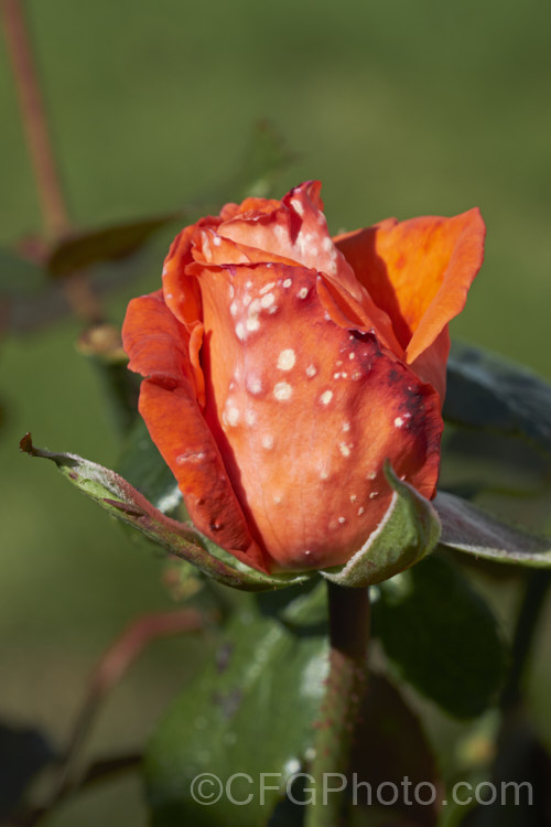 The early stages of rose petal botrytis, before the lesions start to turn grey. This bud also has some mildew on the sepals. pests-and-diseases-3512htm'>Plant. Pests and Diseases</a>