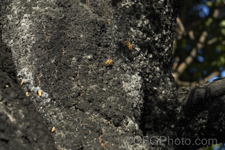 Sooty mould fungus growing on a New Zealand Beech tree. The black mould grows on the honeydew secreted by scale insects and aphids. Bees feed on the honeydew and can often be seen on the blackened trunks. When sooty mould is present on the foliage, it can cause damage by lessening a plant's ability to photosynthesise sugars. pests-and-diseases-3512htm'>Plant. Pests and Diseases</a>