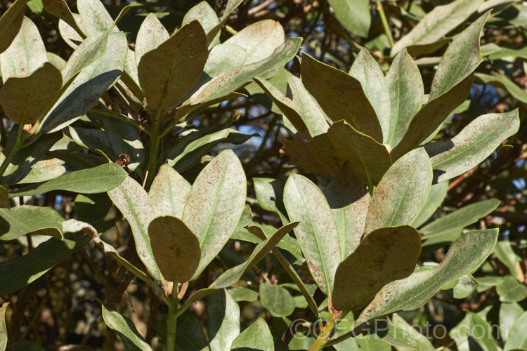 A rhododendron showing the effects of damage by thrips, which are small insects that rasp the foliage and consume the sap, eventually causing the leaves to delaminate, creating a silvery effect. The undersides of the foliage are often covered with the excretions of the thrips, which live almost exclusively under the leaves. pests-and-diseases-3512htm'>Plant. Pests and Diseases</a>