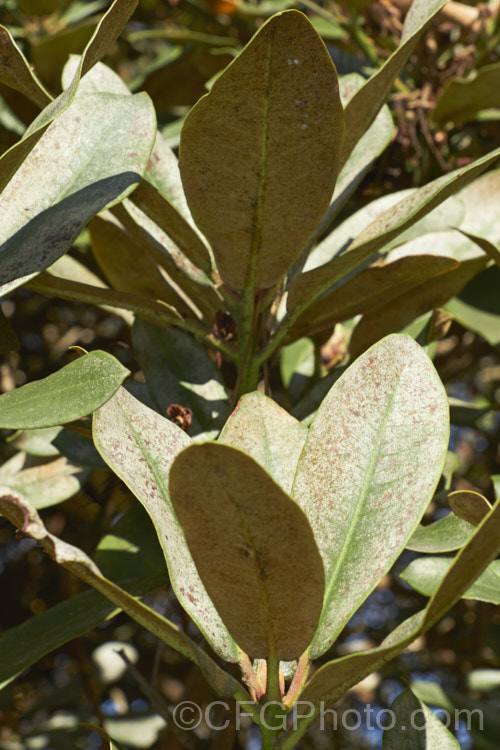 A rhododendron showing the effects of damage by thrips, which are small insects that rasp the foliage and consume the sap, eventually causing the leaves to delaminate, creating a silvery effect. The undersides of the foliage are often covered with the excretions of the thrips, which live almost exclusively under the leaves. pests-and-diseases-3512htm'>Plant. Pests and Diseases</a>