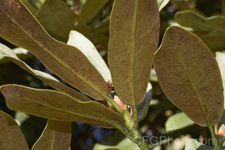 A rhododendron showing the effects of damage by thrips, which are small insects that rasp the foliage and consume the sap, eventually causing the leaves to delaminate, creating a silvery effect. The undersides of the foliage are often covered with the excretions of the thrips, which live almost exclusively under the leaves. Adult and juvenile thrips can be discerned in the full size version of this image. pests-and-diseases-3512htm'>Plant. Pests and Diseases</a>