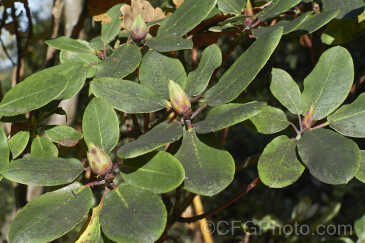 Sooty. Mould or Black Mould on a Rhododendron williamsianum cultivar. Sooty mould grows on the sugary secretions of sap sucking insects and while not especially damaging in itself, a dense covering can affect the ability of the foliage to photosynthesise. Rhododendrons are not especially prone to it, but this one was growing under an oak infested with aphids and scale insects. pests-and-diseases-3512htm'>Plant. Pests and Diseases</a>