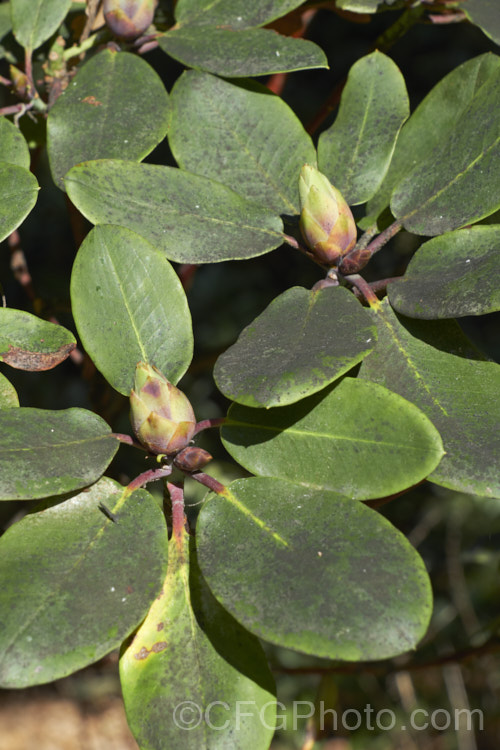 Sooty. Mould or Black Mould on a Rhododendron williamsianum cultivar. Sooty mould grows on the sugary secretions of sap sucking insects and while not especially damaging in itself, a dense covering can affect the ability of the foliage to photosynthesise. Rhododendrons are not especially prone to it, but this one was growing under an oak infested with aphids and scale insects. pests-and-diseases-3512htm'>Plant. Pests and Diseases</a>