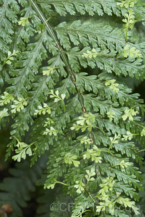 A Hen and Chickens. Fern (<i>Asplenium bulbiferum</i>) with quite a dense covering of scale insects, the secretions of which are starting to cause small smuts of sooty mould to appear. pests-and-diseases-3512htm'>Plant. Pests and Diseases</a>