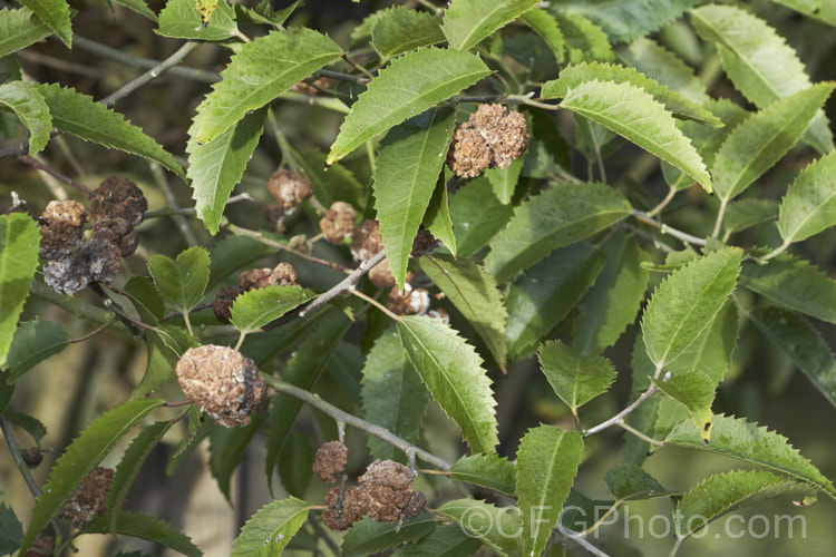 Houhere of Lacebark (<i>Hoheria populnea</i>) with galls. This evergreen tree, native to New Zealand, produces the galls in response to attacks by the lacebark gall mite (<i>Eriophyes hoheriae</i>). The larvae of the mites live within the galls. pests-and-diseases-3512htm'>Plant. Pests and Diseases</a>