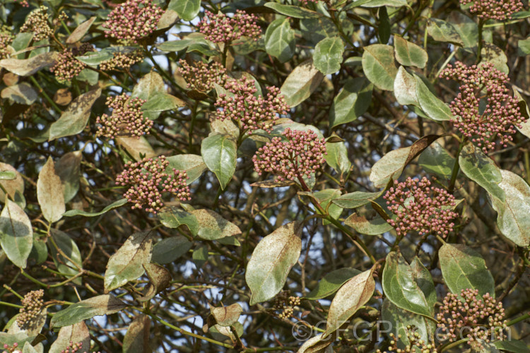 Laurustinus (<i>Viburnum tinus</i>) showing the effects of severe thrips damage. This evergreen winter-spring-flowering shrub, native to southern Europe and North Africa, is widely used for hedging but is very prone to thrips damage, especially in dry conditions. The leaves should be a deep bronze green but they have been sucked dry by thrips. pests-and-diseases-3512htm'>Plant. Pests and Diseases</a>