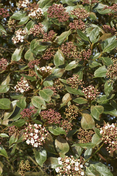 Laurustinus (<i>Viburnum tinus</i>) showing the effects of severe thrips damage. This evergreen winter-spring-flowering shrub, native to southern Europe and North Africa, is widely used for hedging but is very prone to thrips damage, especially in dry conditions. The leaves should be a deep bronze green but they have been sucked dry by thrips. pests-and-diseases-3512htm'>Plant. Pests and Diseases</a>