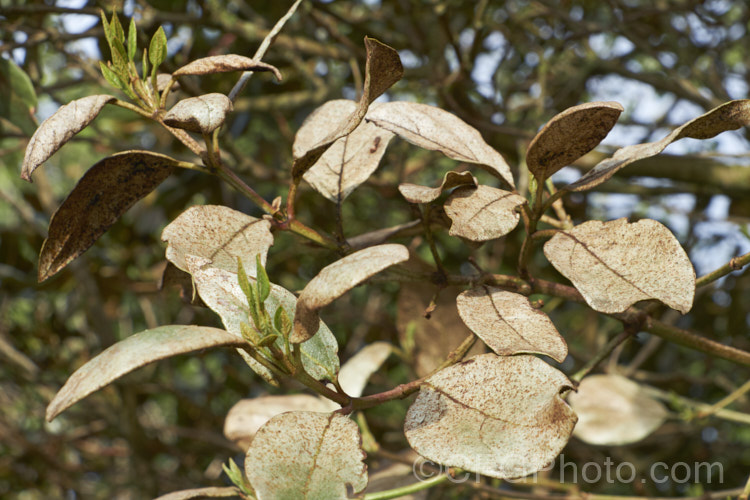 Laurustinus (<i>Viburnum tinus</i>) showing the effects of severe thrips damage. This evergreen winter-spring-flowering shrub, native to southern Europe and North Africa, is widely used for hedging but is very prone to thrips damage, especially in dry conditions. The leaves should be a deep bronze green but they have been sucked dry by thrips. pests-and-diseases-3512htm'>Plant. Pests and Diseases</a>