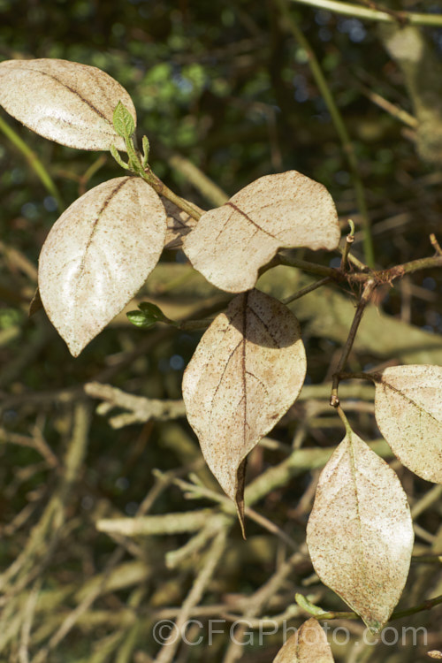 Laurustinus (<i>Viburnum tinus</i>) showing the effects of severe thrips damage. This evergreen winter-spring-flowering shrub, native to southern Europe and North Africa, is widely used for hedging but is very prone to thrips damage, especially in dry conditions. The leaves should be a deep bronze green but they have been sucked dry by thrips. pests-and-diseases-3512htm'>Plant. Pests and Diseases</a>