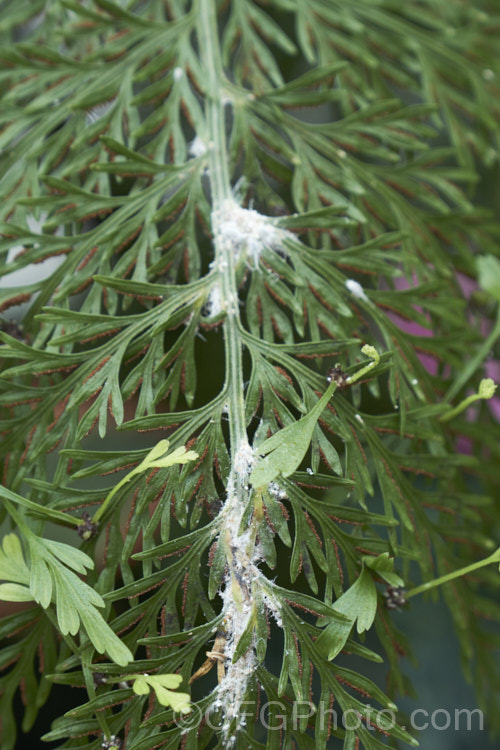 Mealy bugs on a frond of Asplenium bulbiferum. Mealy bugs are common pests on house and greenhouse plants and can be difficult to control because of the powdery coating that covers them. pests-and-diseases-3512htm'>Plant. Pests and Diseases</a>