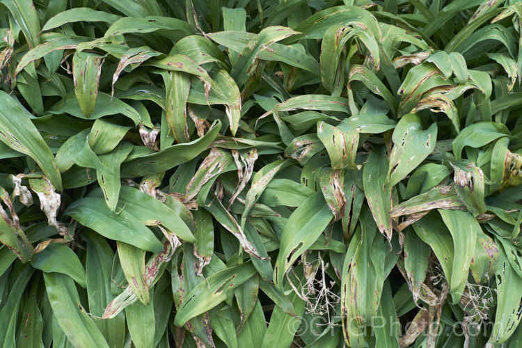 Slug damage on the foliage of Renga. Renga. Lily or Rock Lily (<i>Arthropodium cirratum [syn. Arthropodium cirrhatum]), a strappy-leafed evergreen perennial native to New Zealand It develops into a 40-60cm high foliage clump with sprays of small white flowers in spring to early summer. Regrettably, slugs and snails are very fond of the leaves. pests-and-diseases-3512htm'>Plant. Pests and Diseases</a>