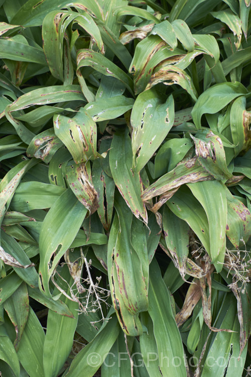 Slug damage on the foliage of Renga. Renga. Lily or Rock Lily (<i>Arthropodium cirratum [syn. Arthropodium cirrhatum]), a strappy-leafed evergreen perennial native to New Zealand It develops into a 40-60cm high foliage clump with sprays of small white flowers in spring to early summer. Regrettably, slugs and snails are very fond of the leaves. pests-and-diseases-3512htm'>Plant. Pests and Diseases</a>