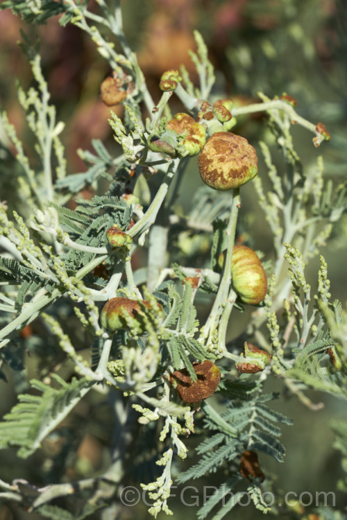 Silver Wattle or Mimosa (<i>Acacia dealbata</i>) with developing galls. This 10-30m tall, late winter- to early spring-flowering, evergreen tree is native to southeastern Australia including Tasmania. It is sometimes used as a cut flower. Galls are a common problem on acacias, disfiguring and often weakening the tree